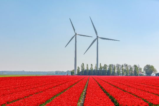 Трудоустройство в Нидерландах